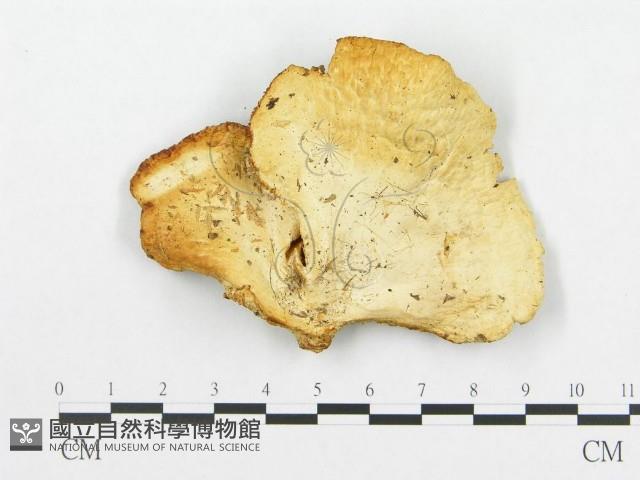 登錄號:F0019908藏品圖，第4張