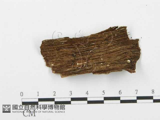 登錄號:F0001608藏品圖，第4張