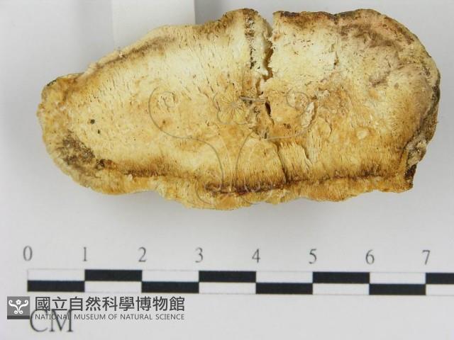 登錄號:F0017608藏品圖，第4張