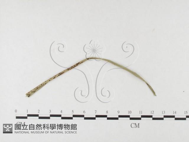 登錄號:F0026408藏品圖，第4張