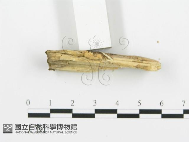 煙管菌藏品圖，第4張