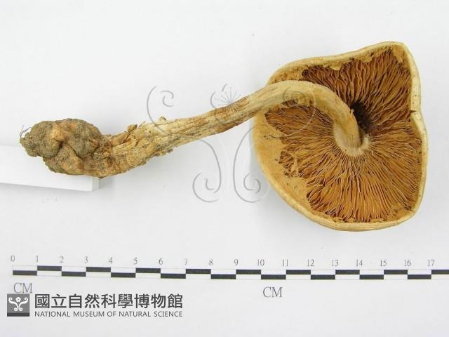 登錄號:F0004408藏品圖，第4張