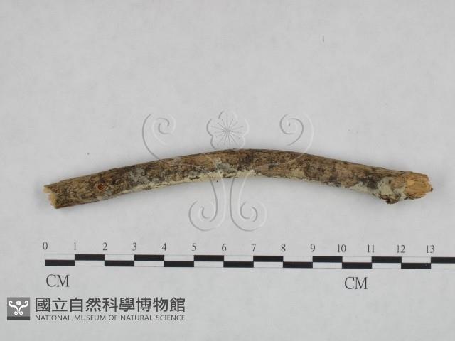 剛毛絲皮菌藏品圖，第4張