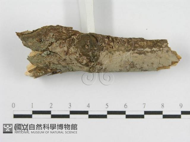 登錄號:F0010508藏品圖，第4張