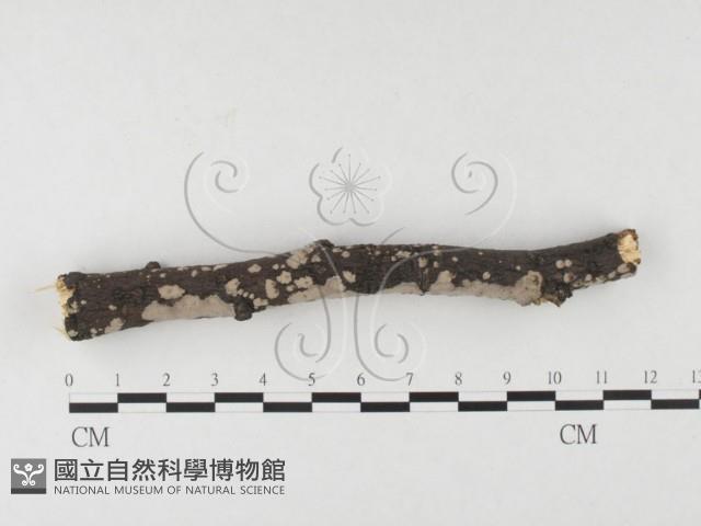 筍殼菌屬藏品圖，第4張