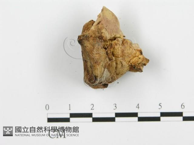 登錄號:F0016508藏品圖，第4張