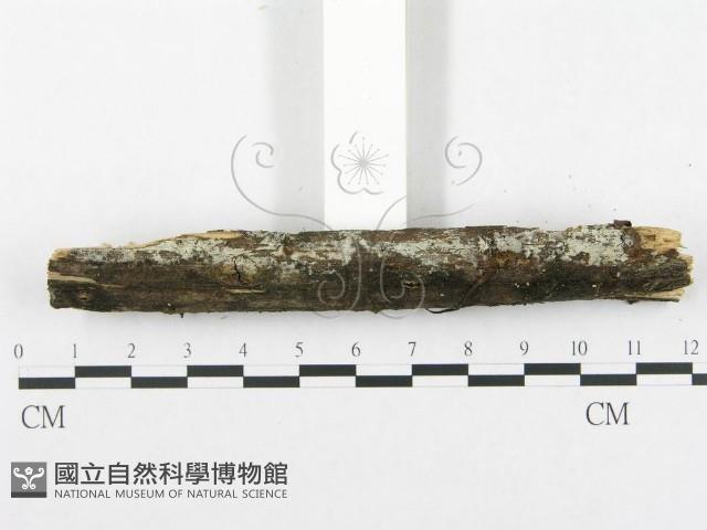 登錄號:F0002508藏品圖，第4張
