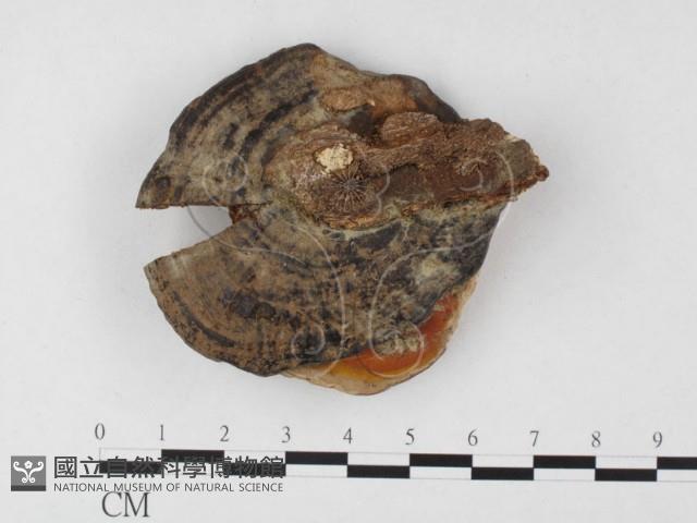 登錄號:F0012508藏品圖，第4張