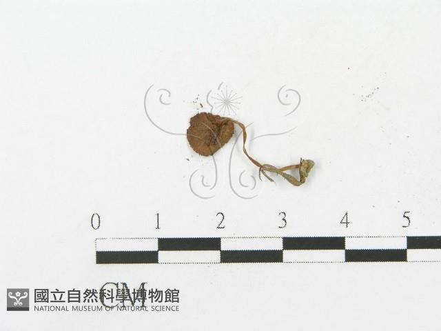 登錄號:F0005508藏品圖，第4張