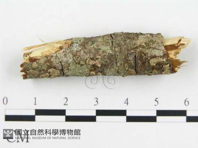 登錄號:F0015508藏品圖，第4張