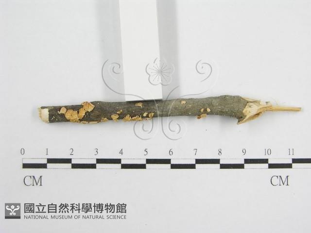 微皮傘屬藏品圖，第4張