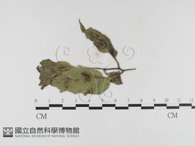 登錄號:F0026308藏品圖，第4張