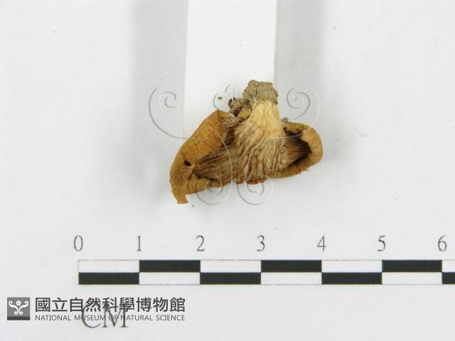 登錄號:F0014308藏品圖，第4張