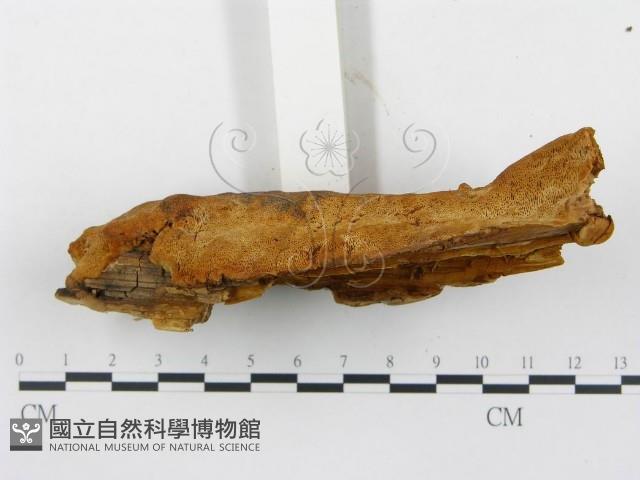 薄孔菌屬藏品圖，第4張