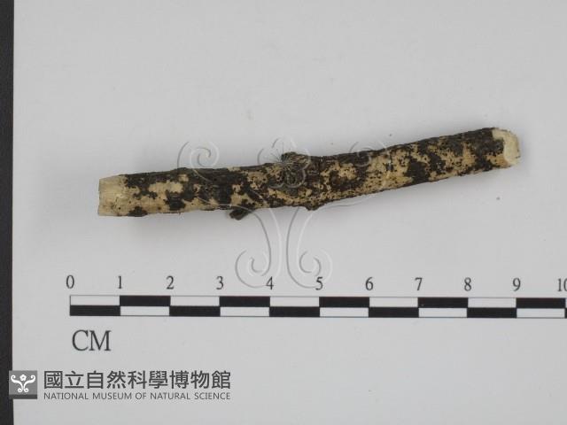 登錄號:F0003308藏品圖，第4張
