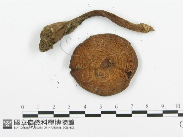 登錄號:F0020218藏品圖，第4張