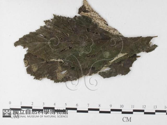 登錄號:F0026218藏品圖，第4張