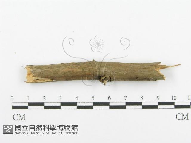登錄號:F0001218藏品圖，第4張