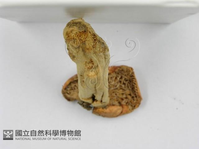 紅菇屬藏品圖，第4張
