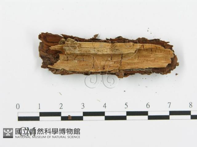 阿太菌屬藏品圖，第4張