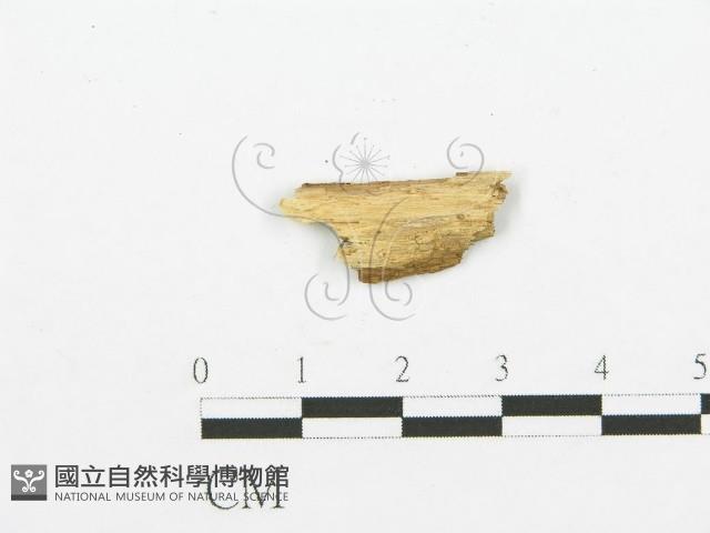 登錄號:F0017818藏品圖，第4張