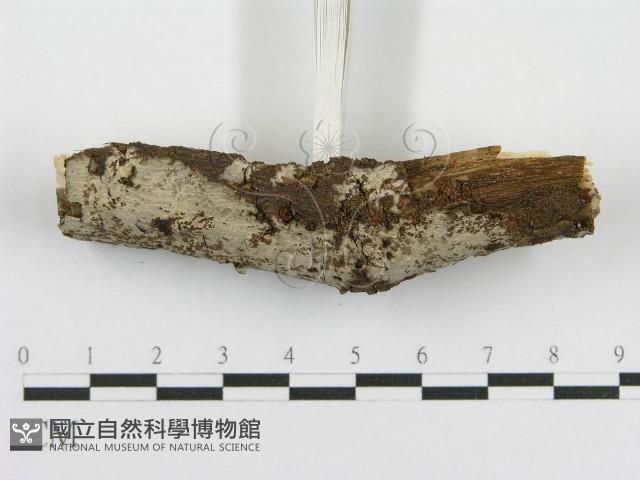 登錄號:F0012918藏品圖，第4張