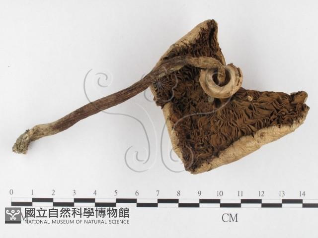 登錄號:F0015918藏品圖，第4張