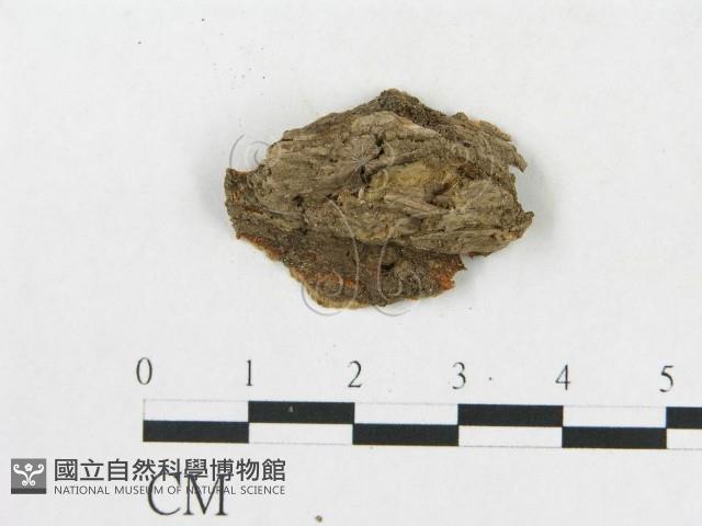登錄號:F0019918藏品圖，第4張