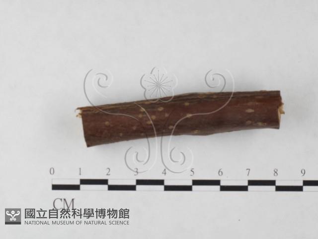 登錄號:F0023918藏品圖，第4張