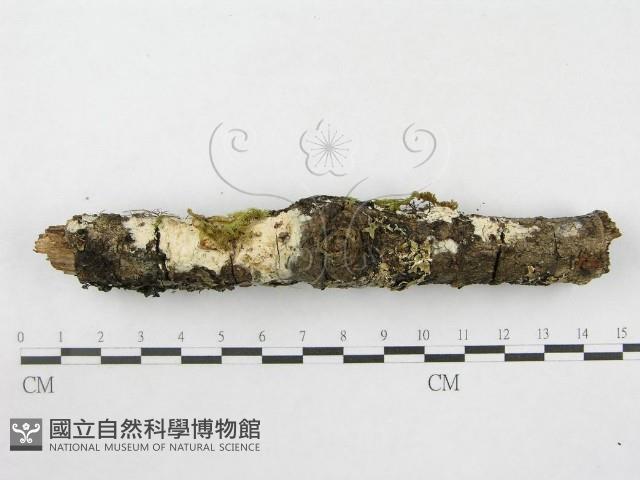 絲皮菌屬藏品圖，第4張