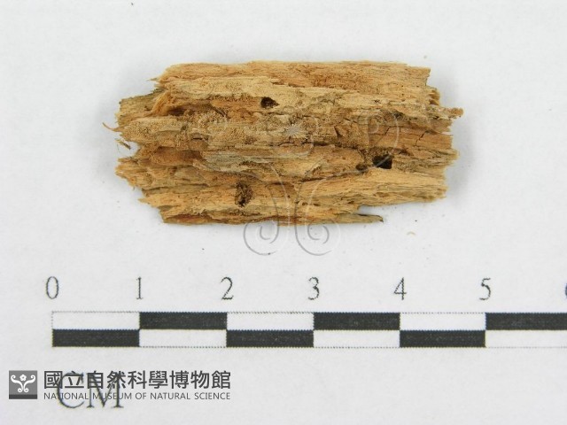 登錄號:F0016618藏品圖，第4張