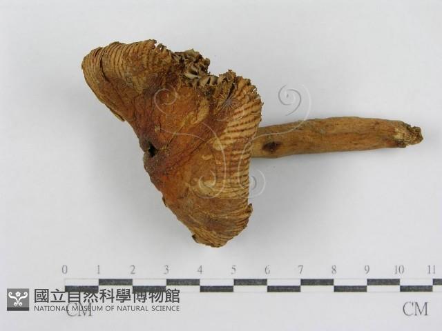 登錄號:F0007618藏品圖，第4張