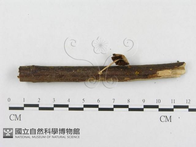 登錄號:F0008418藏品圖，第4張