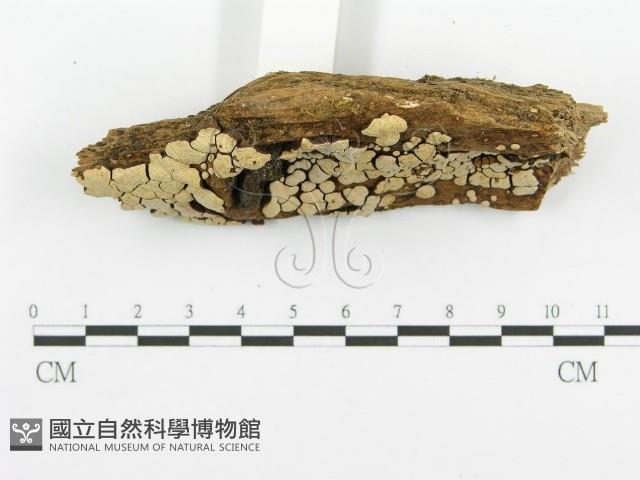 登錄號:F0010418藏品圖，第4張