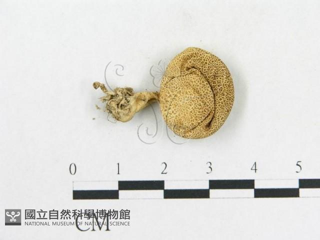 登錄號:F0010718藏品圖，第4張