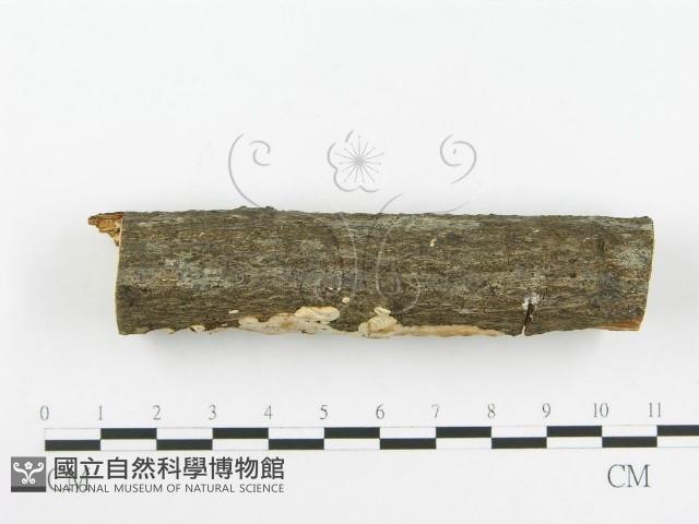 登錄號:F0020518藏品圖，第4張