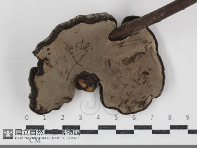登錄號:F0034518藏品圖，第4張