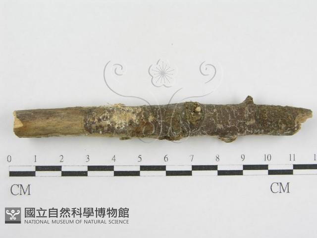 登錄號:F0002518藏品圖，第4張