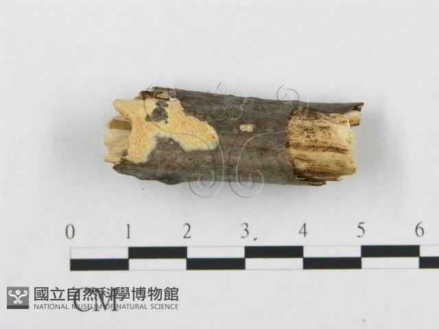 登錄號:F0017518藏品圖，第4張