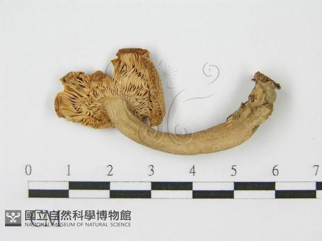 登錄號:F0005518藏品圖，第4張