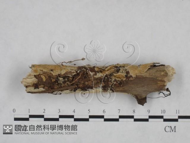 登錄號:F0025118藏品圖，第4張