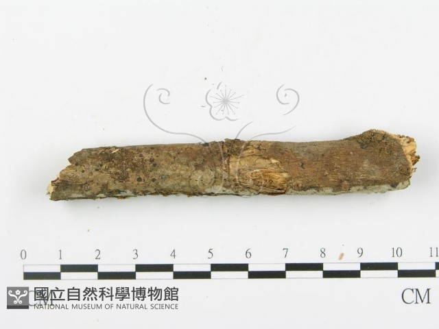 登錄號:F0003118藏品圖，第4張