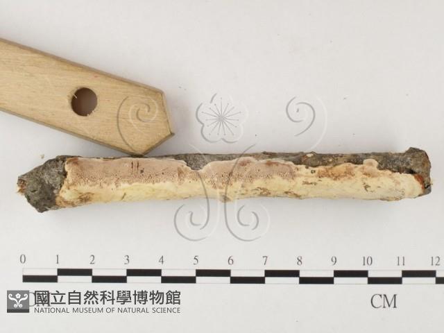 登錄號:F0026018藏品圖，第4張