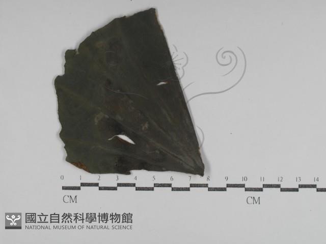 登錄號:F0031018藏品圖，第4張