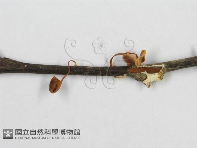 微皮傘屬藏品圖，第4張