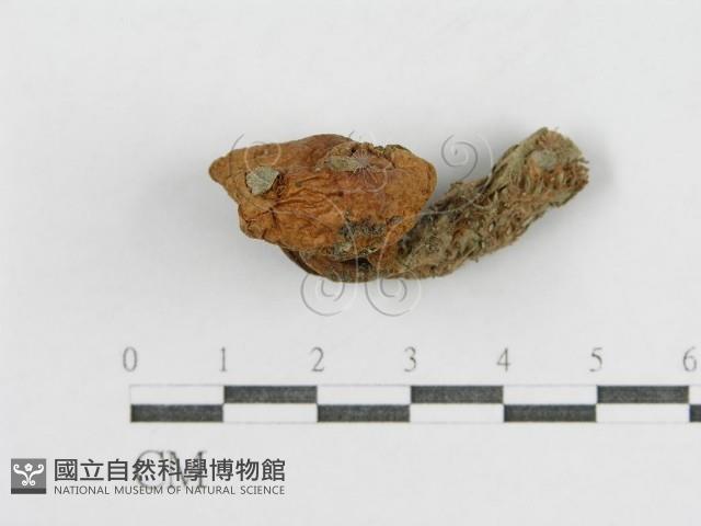 登錄號:F0002318藏品圖，第4張