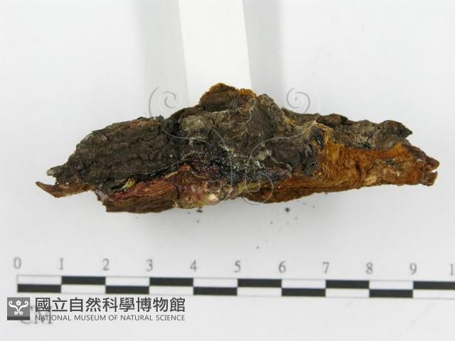 登錄號:F0017318藏品圖，第4張