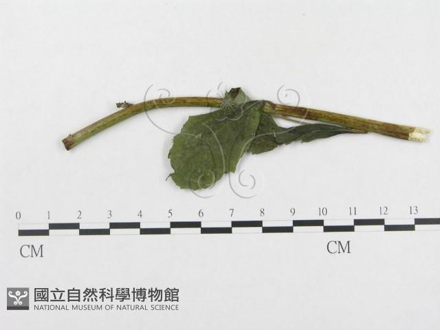 登錄號:F0019318藏品圖，第4張