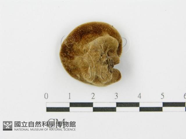 毛木耳藏品圖，第4張