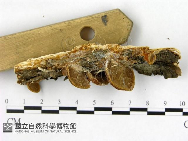 登錄號:F0017258藏品圖，第4張